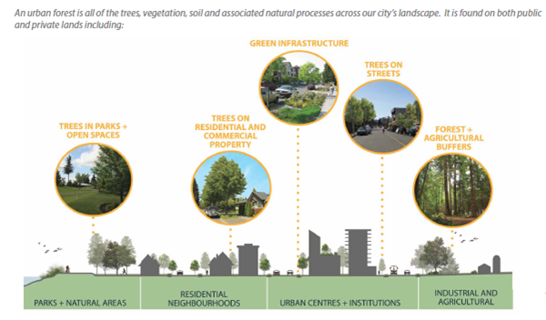 Diagram detailing Urban Forest plan. The diagram is divided into 4 sections with each section detailing what trees could be planted there.