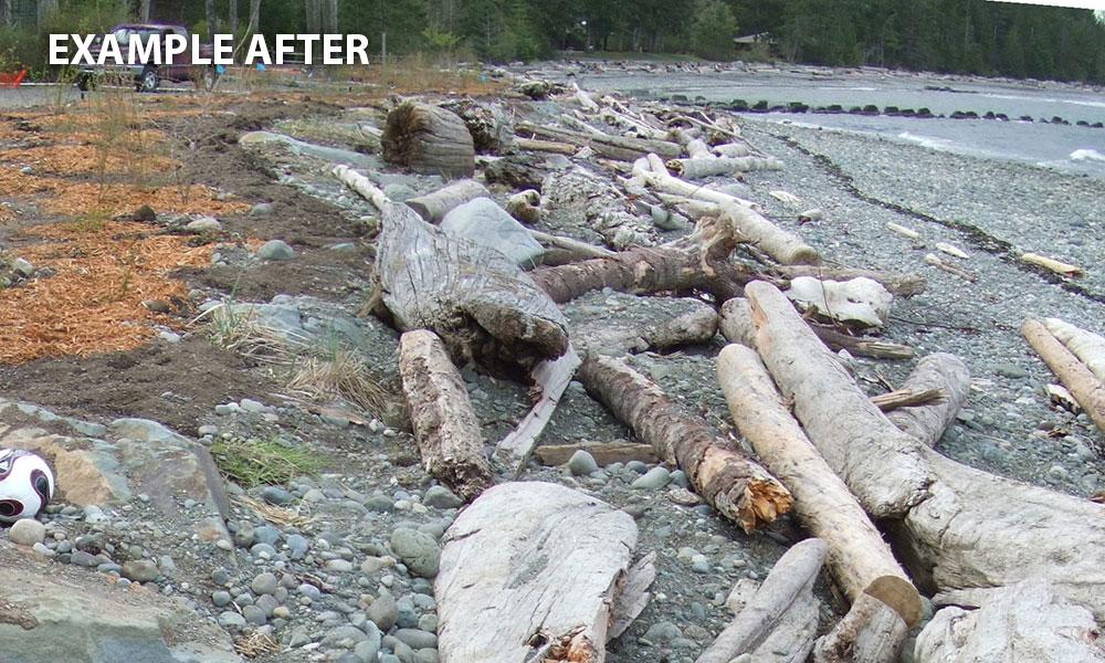 Example of the shoreline after restoration. There are still logs scattered around, but less debris.
